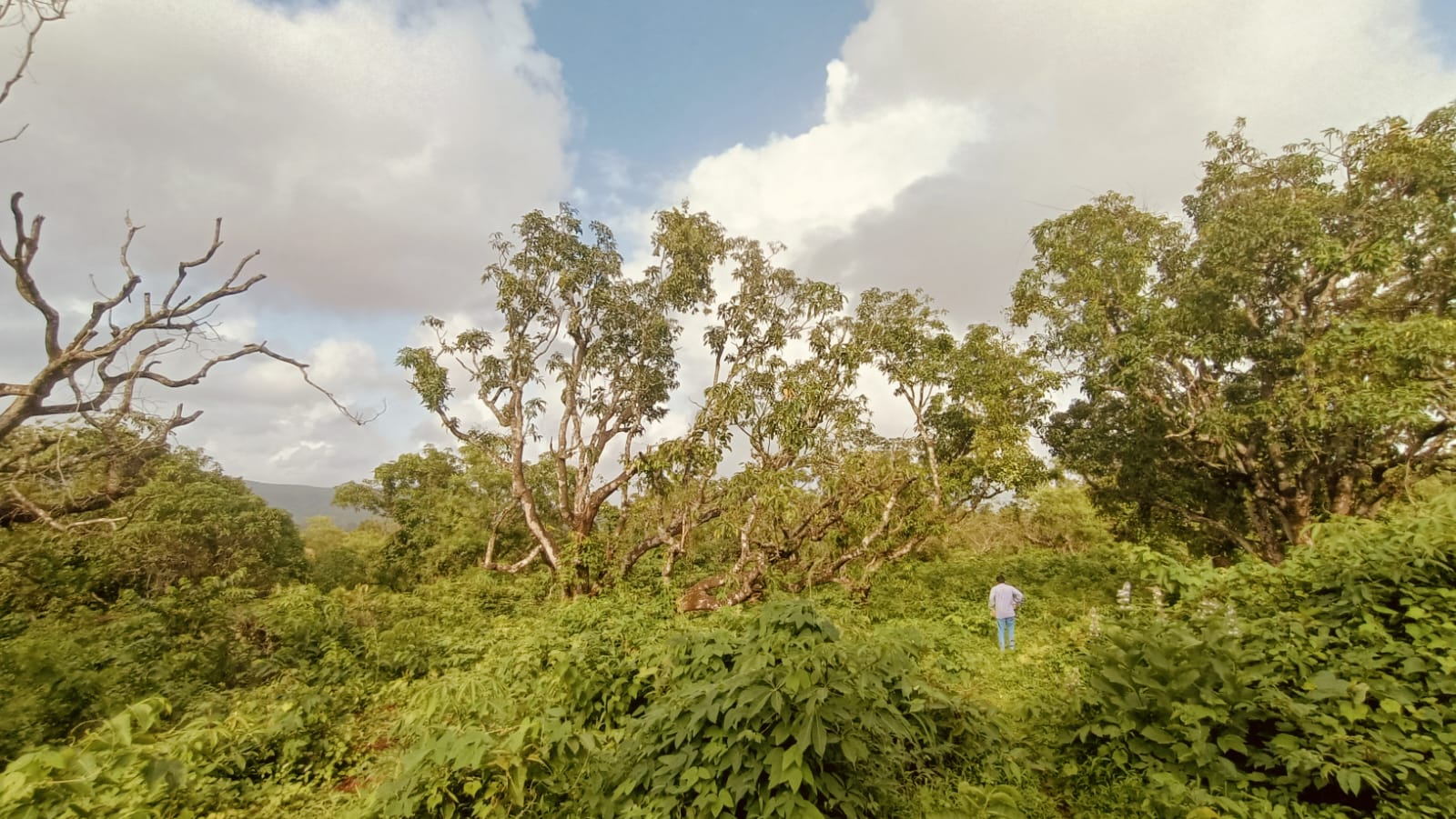 image-3