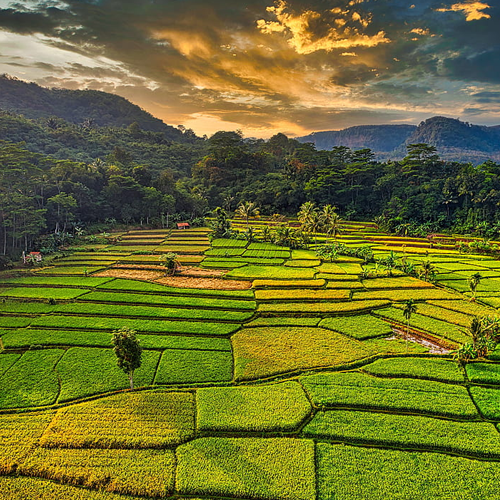Agriculture Land