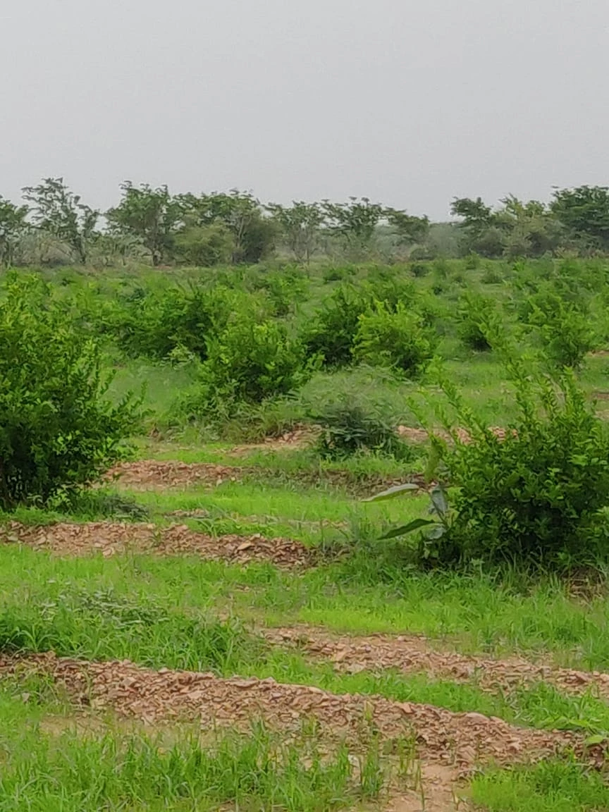 plot in nolya tehsil  dudu
