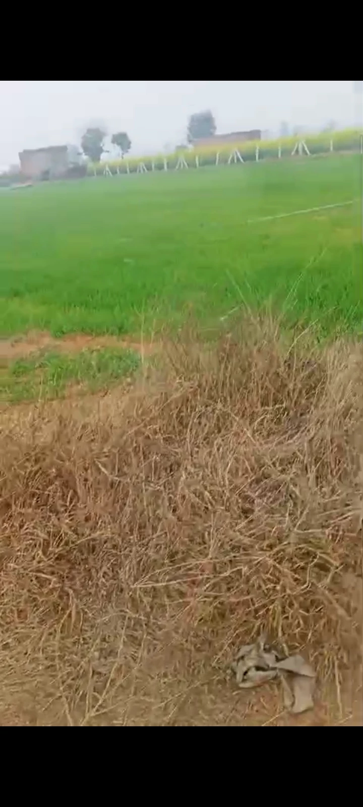 Plot  in Village, Dehenta Alwar